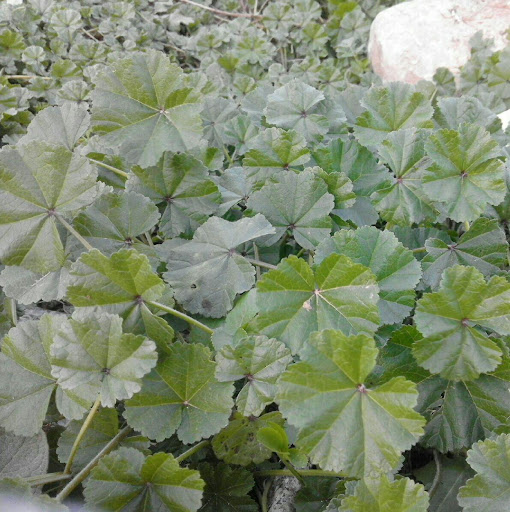 آشنایی با خواص درمانی پنیرک