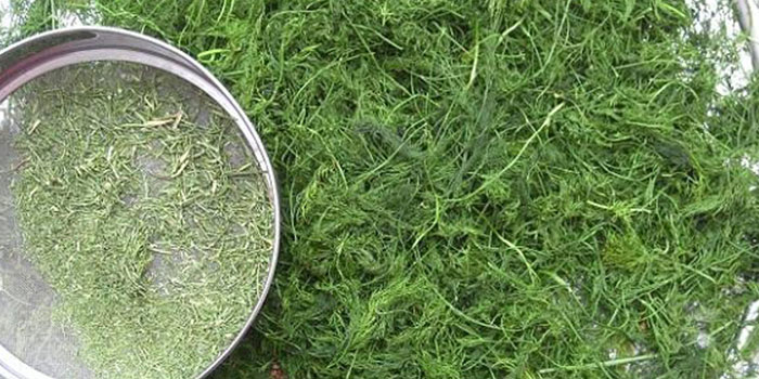 آشنایی با فواید و مضرات شوید