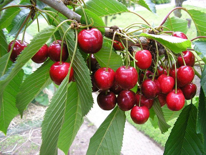 شربت گیلاس