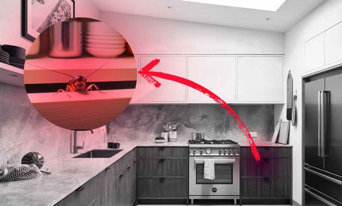 بهترین گزینه برای از بین بردن سوسک ریز چیست؟