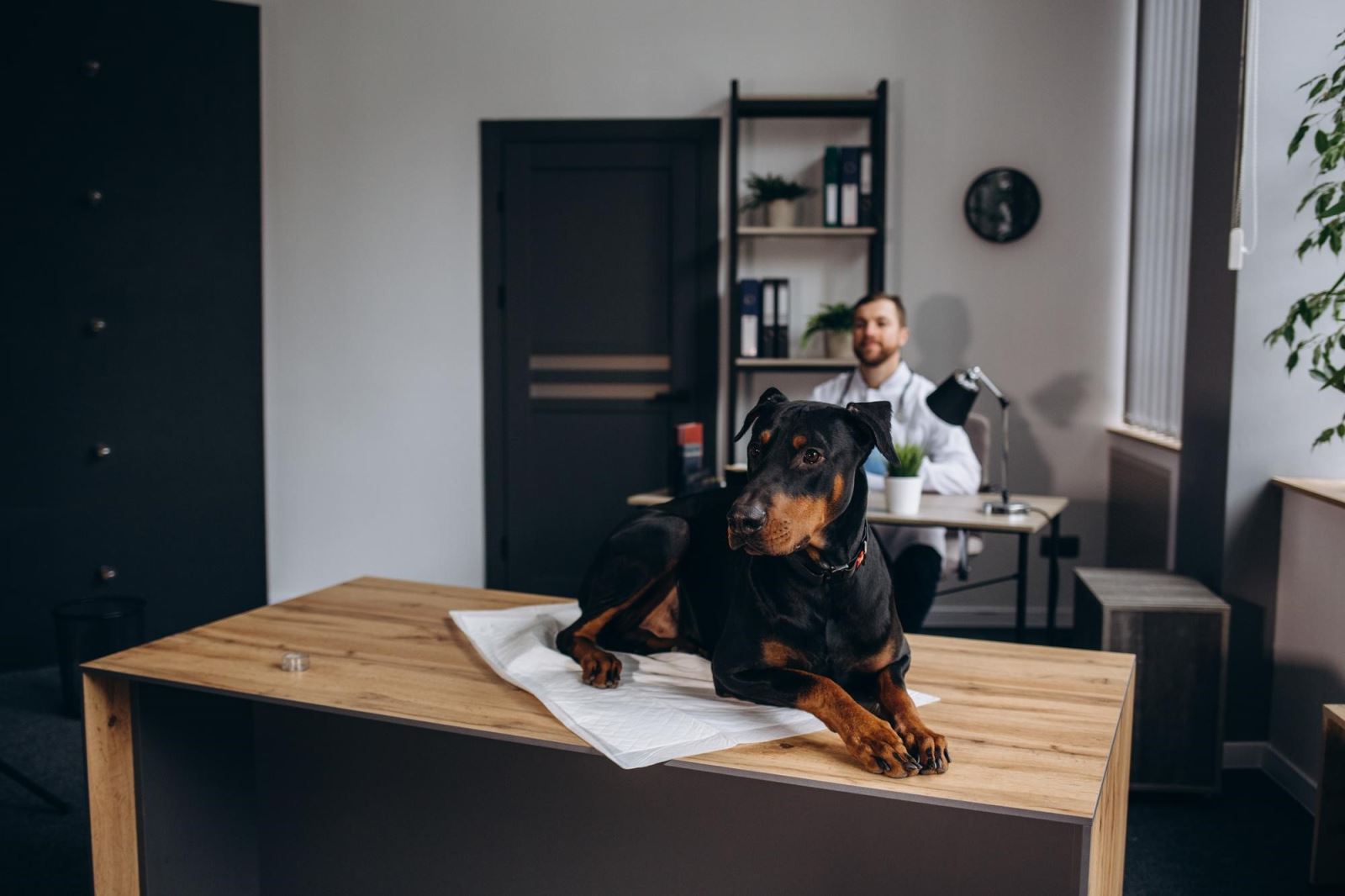 نگهداری سگ در آپارتمان از نظر قانون