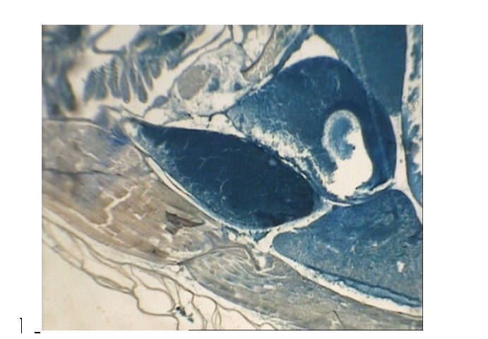 مطالعۀ میکروسکپی و الکترون میکروسکپی اثر نانوذرات آهن در ماهی پلاتی پوسیلوس ماکولاتوس