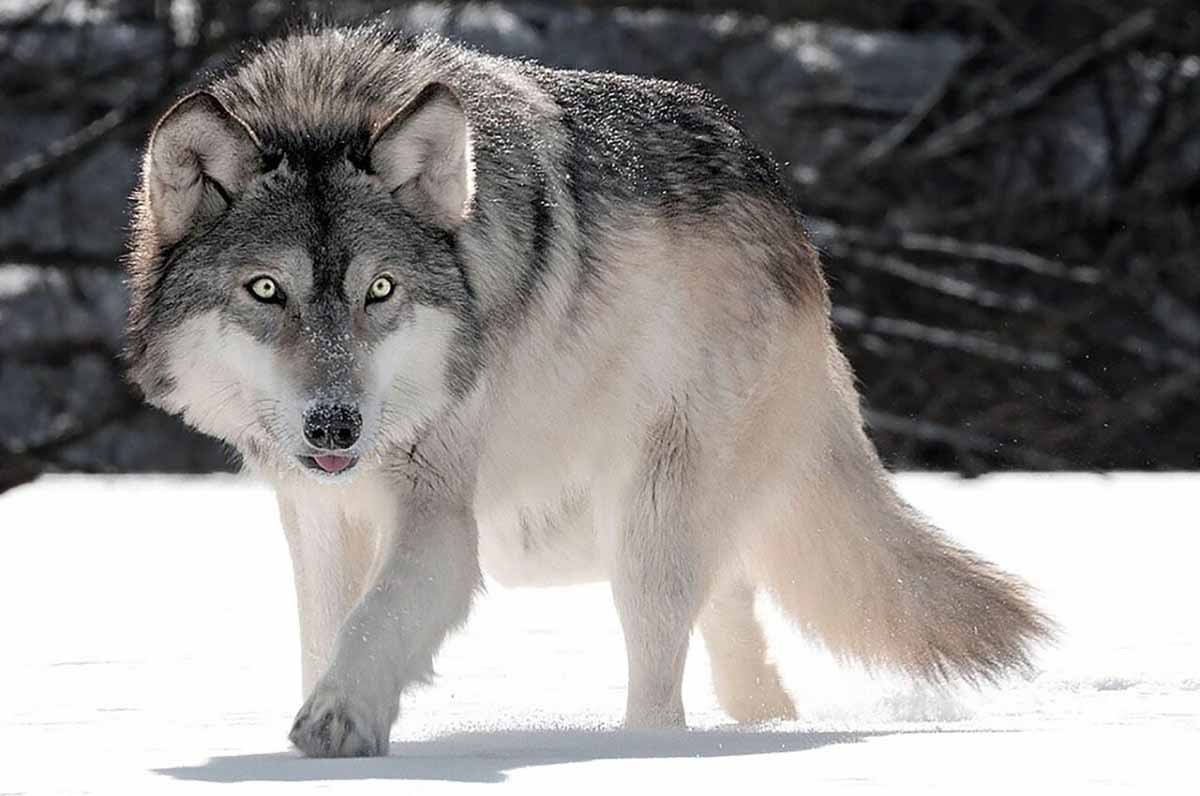 نماینده مجلس و نبرد با گرگ