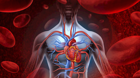 رزماری و خواص درمانی آن