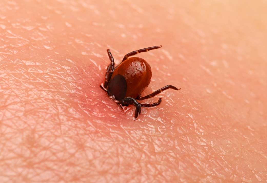 اطلاعاتی راجع به خواص دارویی سیر