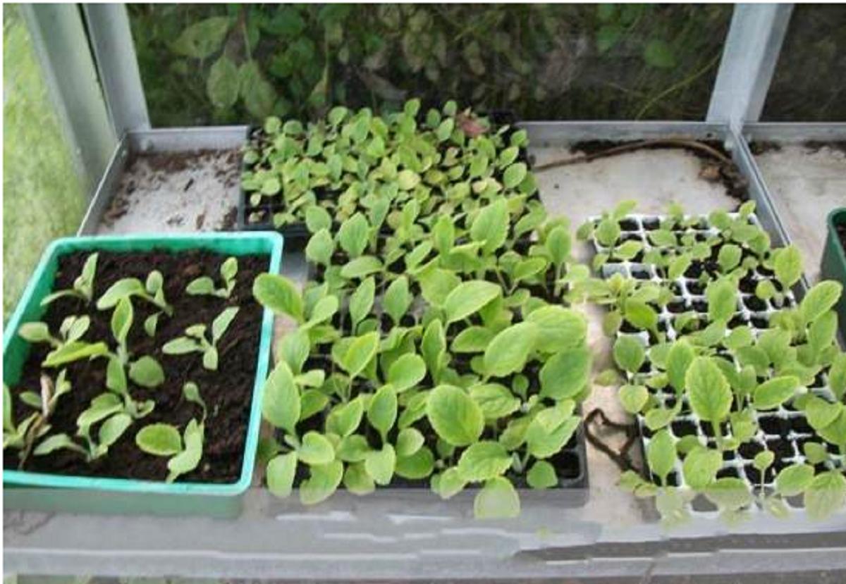 گل بنفشه؛ از معرفی انواع آن تا کاشت و نگهداری