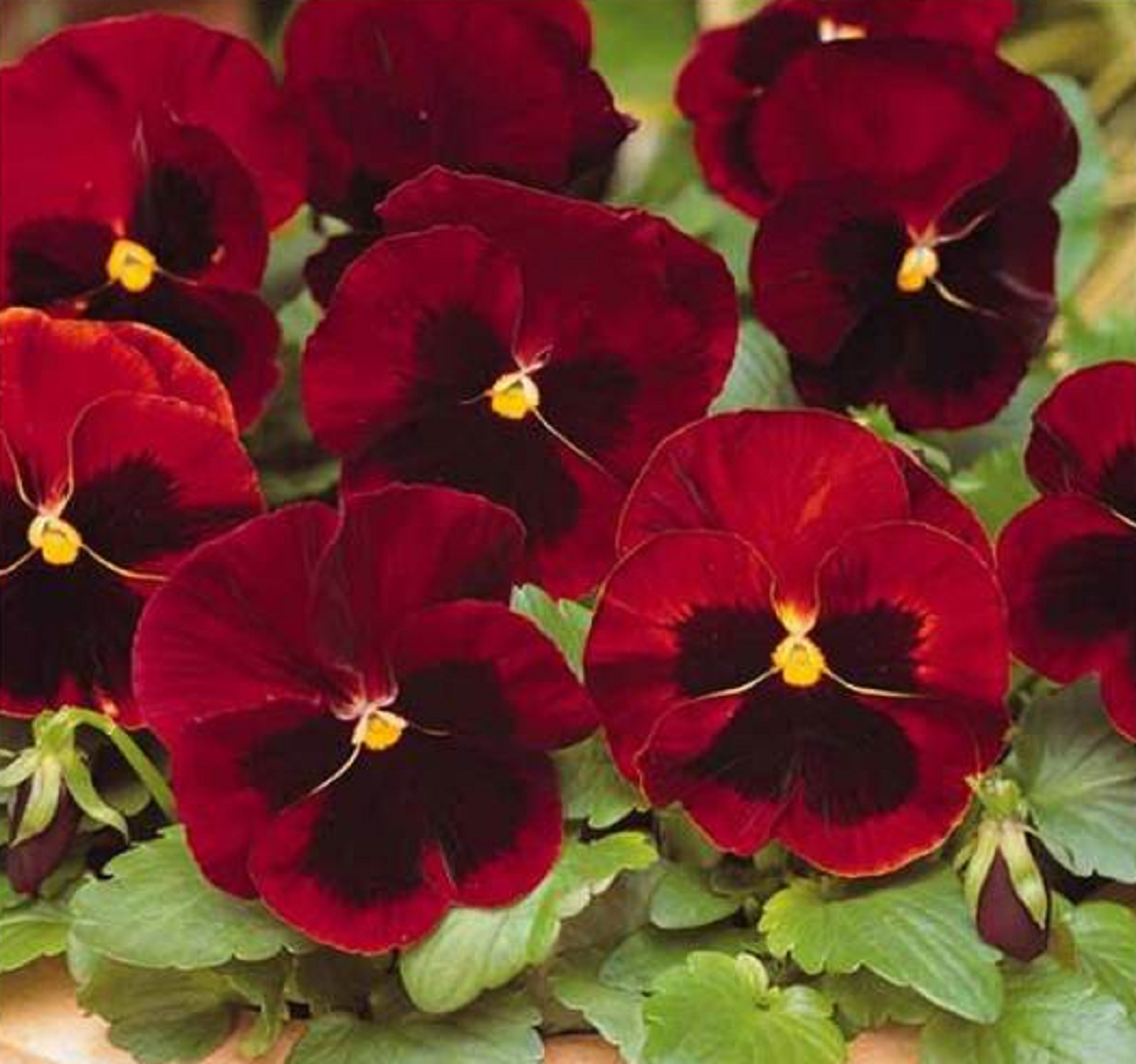 گل بنفشه؛ از معرفی انواع آن تا کاشت و نگهداری