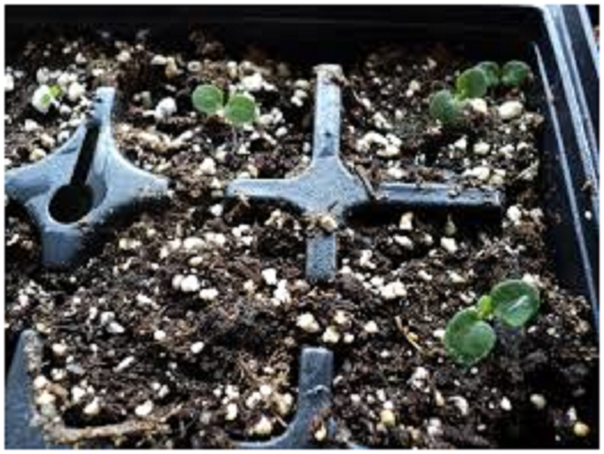 گل بنفشه؛ از معرفی انواع آن تا کاشت و نگهداری