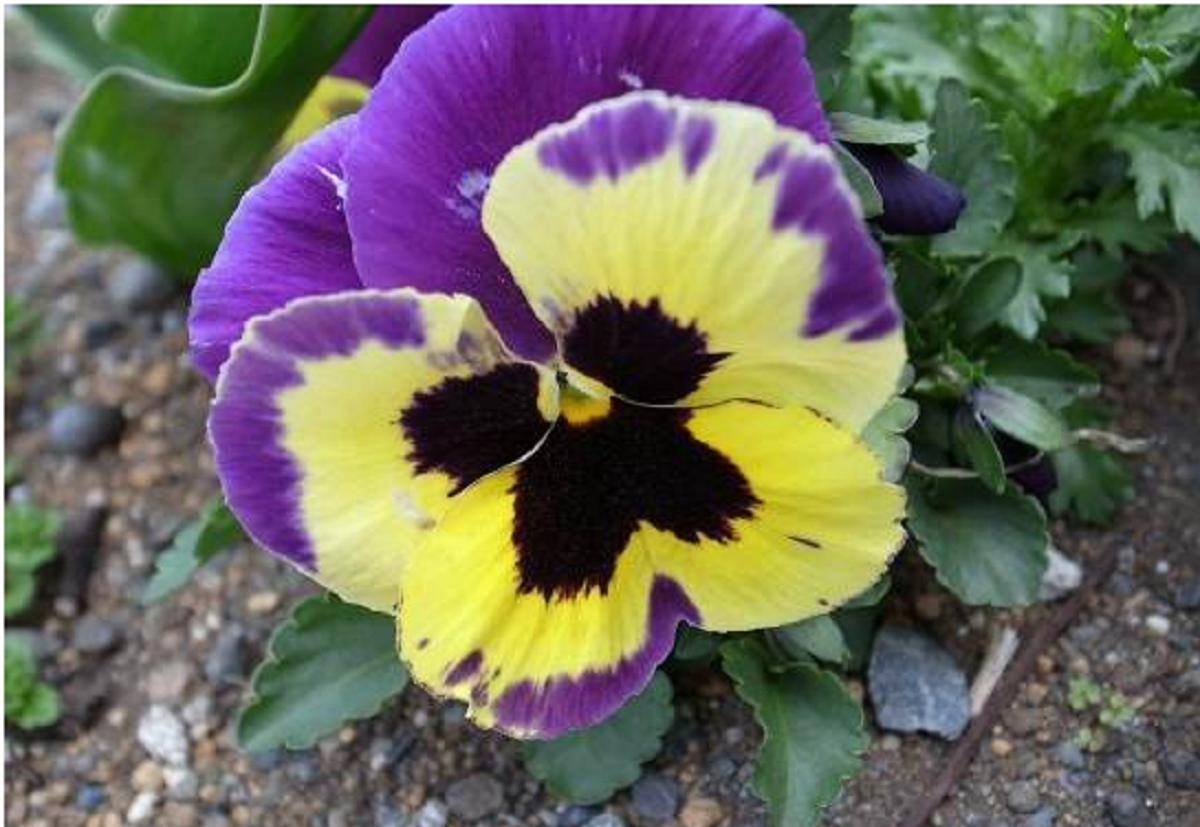 گل بنفشه؛ از معرفی انواع آن تا کاشت و نگهداری