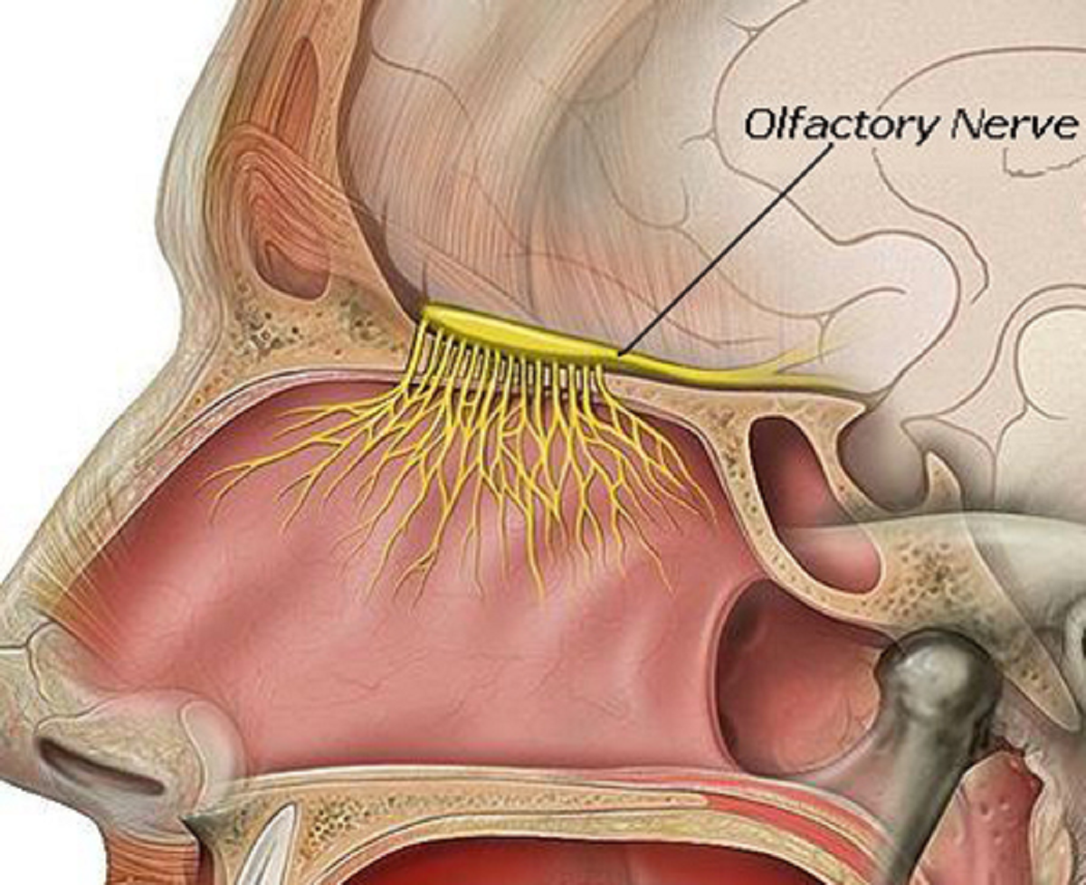 اختلالات حس بویایی و راههایی برای بهبود و تقویت آن