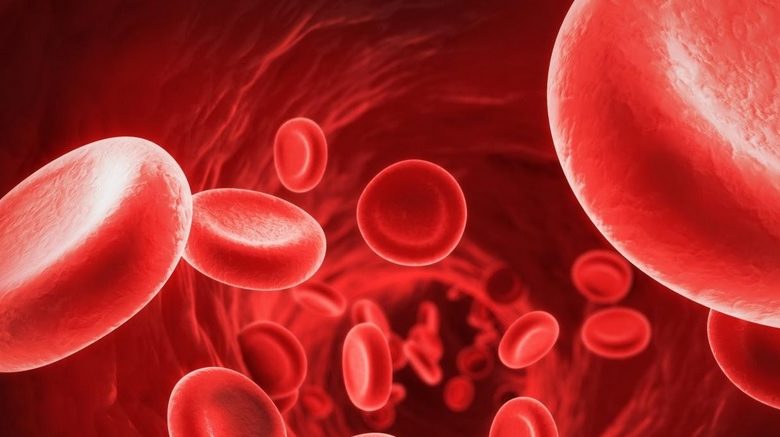 آنمی پرنیشیز