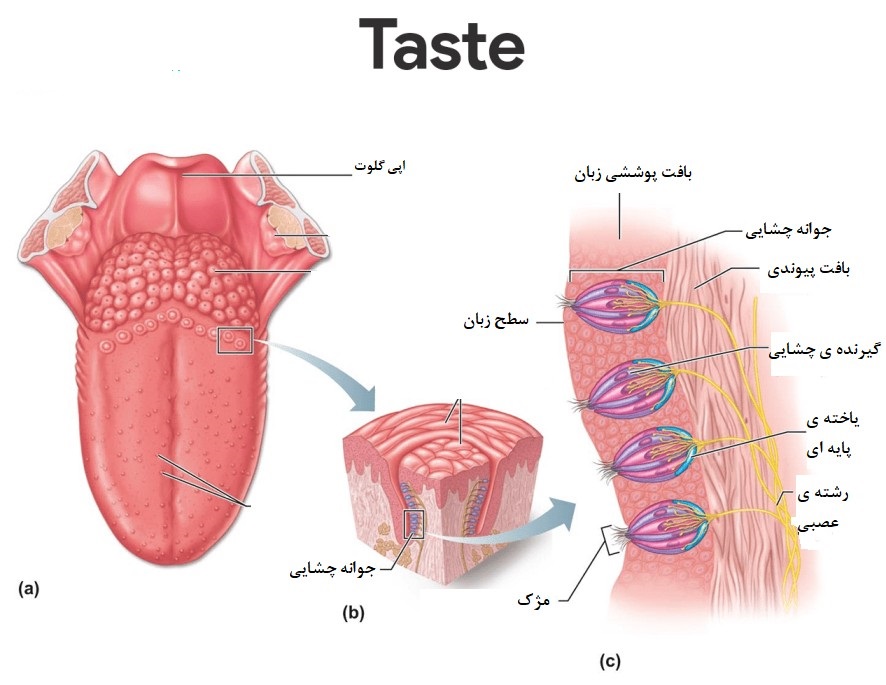 همه چیز درباره حس چشایی