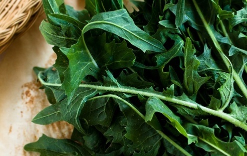 دانستنی های اعجاب آور از خواص قاصدک