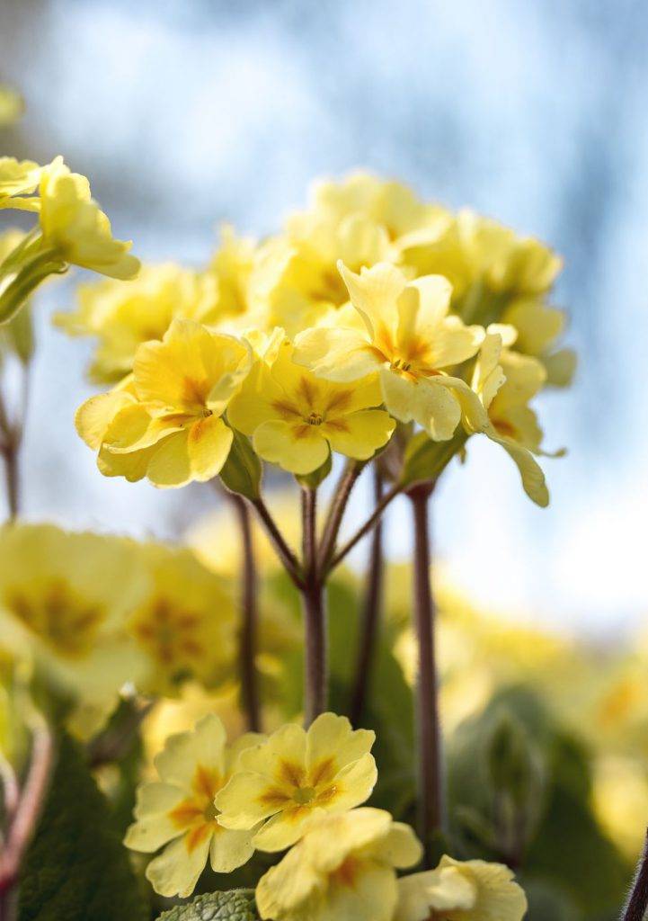 گیاهانی که در فصل زمستان هم گل می‌دهند
