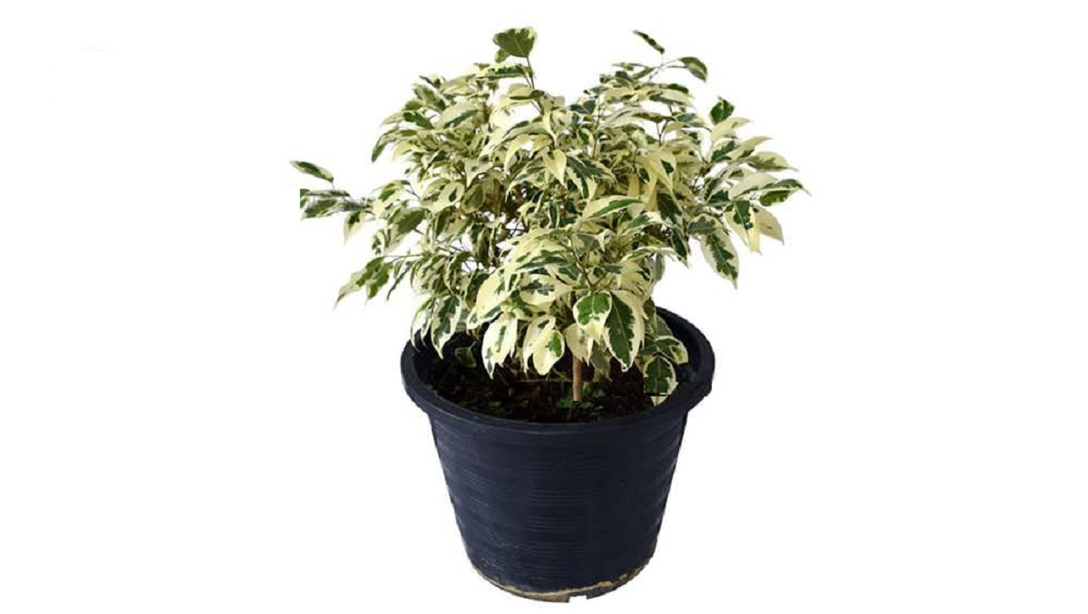 گل بنجامین؛ از معرفی انواع آن تا کاشت و نگهداری