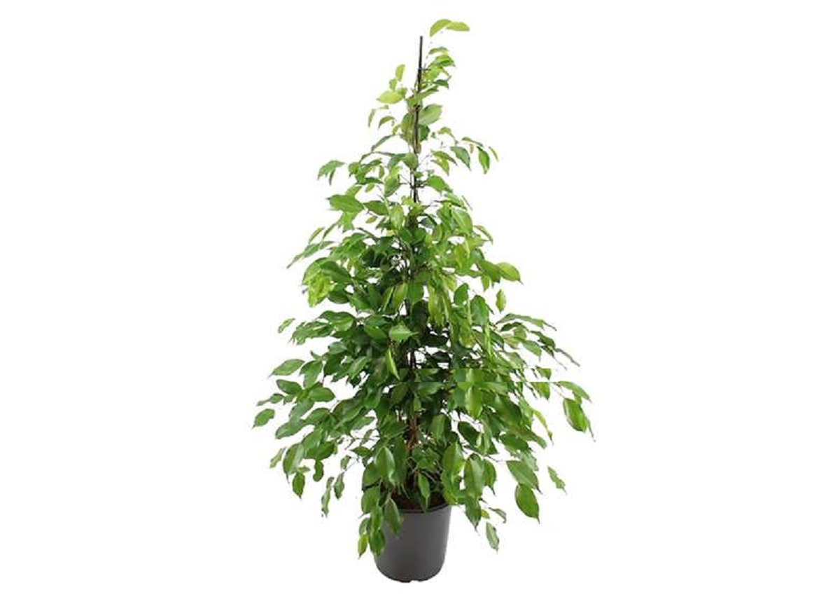 گل بنجامین؛ از معرفی انواع آن تا کاشت و نگهداری