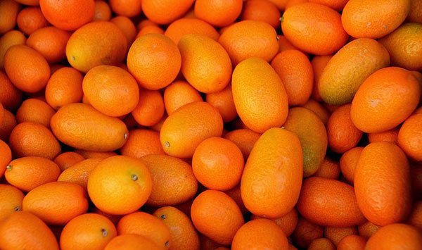 دستور پخت مربای کامکوات