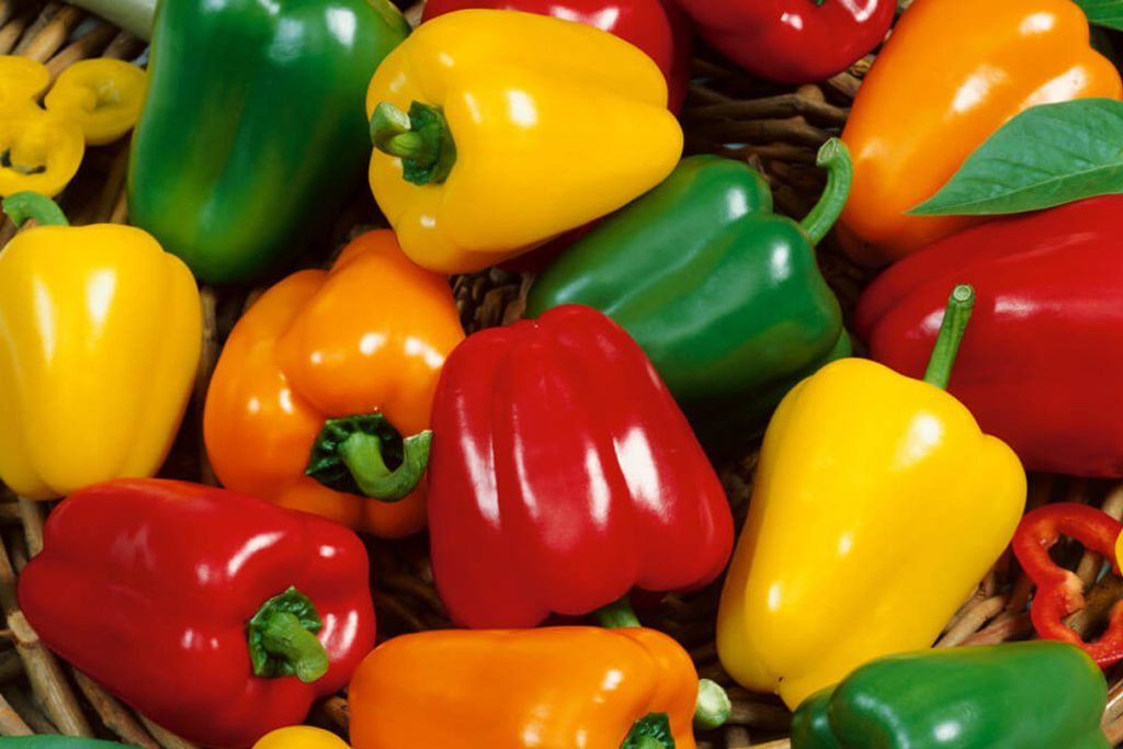 بهترین روش نگهداری از دلمه در یخچال و فریزر