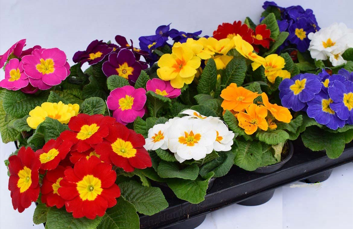 آشنایی با گل پامچال و فواید آن