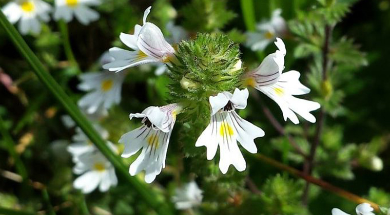 آشنایی با گل عینک ، خواص و مضرات آن
