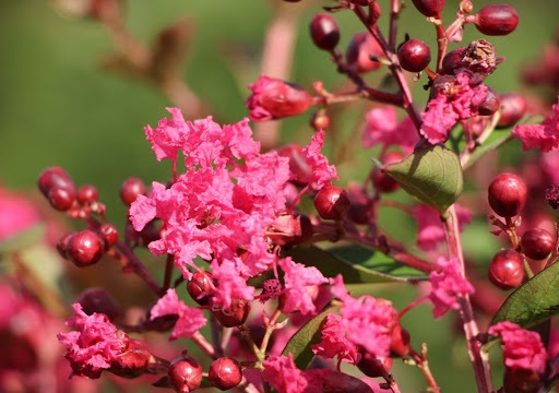 گیاه توری ملکه و خواص درمانی آن