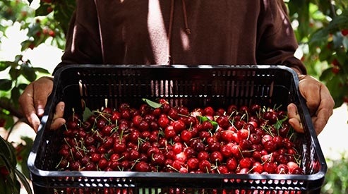 خواص میوه ها و سبزیجات بنفش