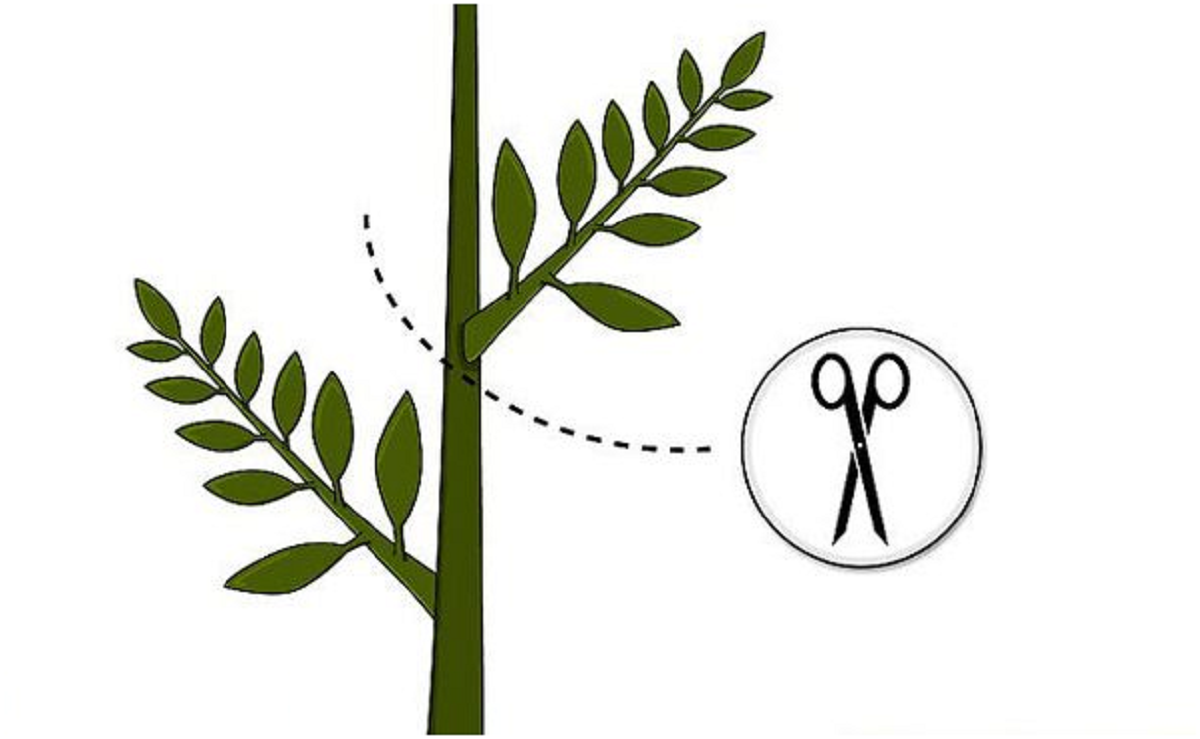 گل بنجامین؛ از معرفی انواع آن تا کاشت و نگهداری