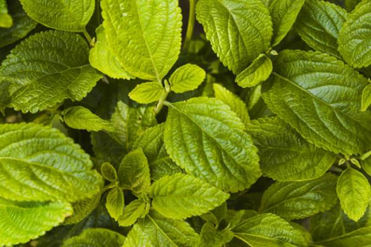 روش‌های معجزه آسا درمان ترک دست و پا