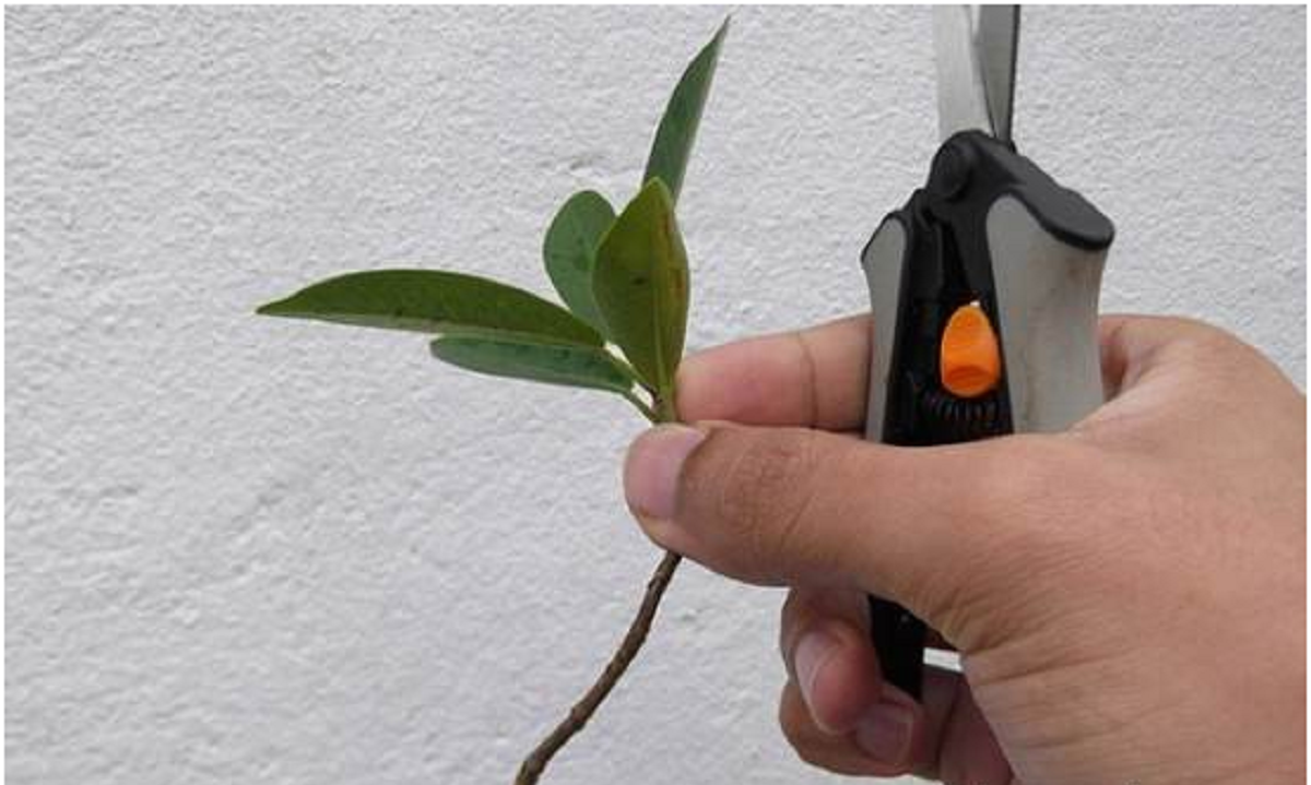 گل بنجامین؛ از معرفی انواع آن تا کاشت و نگهداری