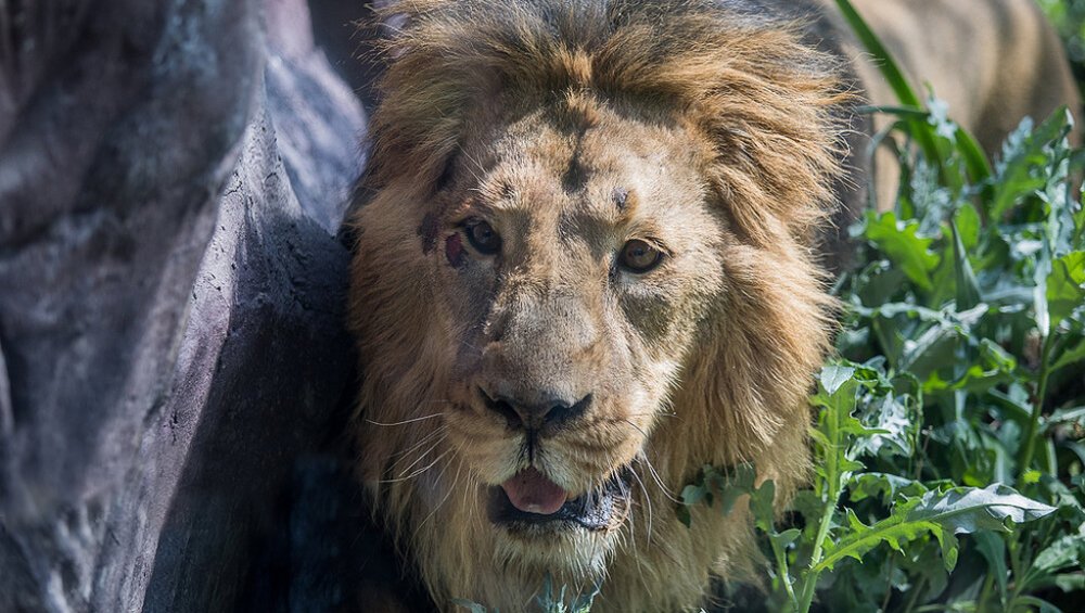 آخرین اخبار از کروناویروس در ایران و جهان