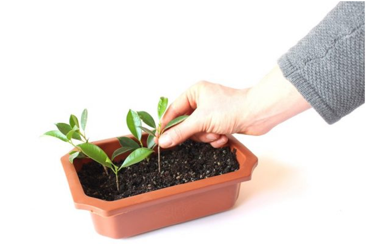 گل بنجامین؛ از معرفی انواع آن تا کاشت و نگهداری