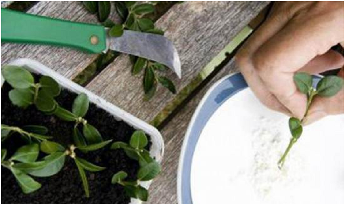 گل بنجامین؛ از معرفی انواع آن تا کاشت و نگهداری