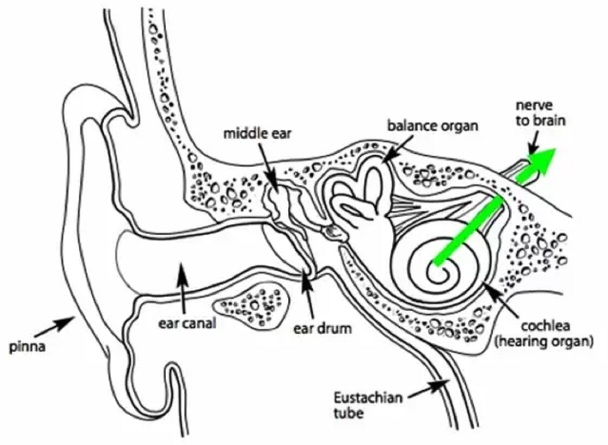 چه عواملی باعث بروز نوروپاتی شنوایی در بزرگسالان و کودکان میشود