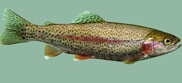 بایدها و نبایدهای تغذیه ای در بیماران دیابتی