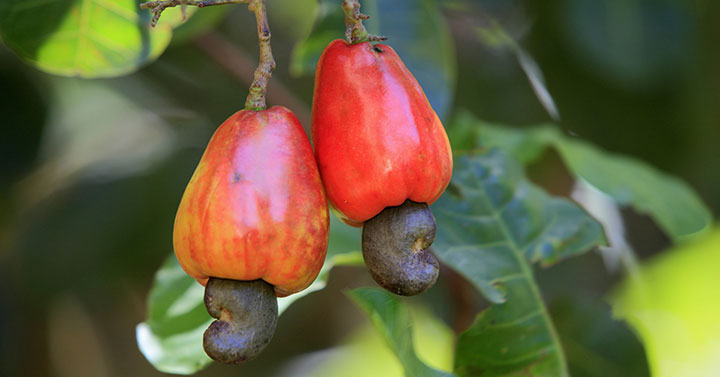 خواص بادام هندی برای سلامتی