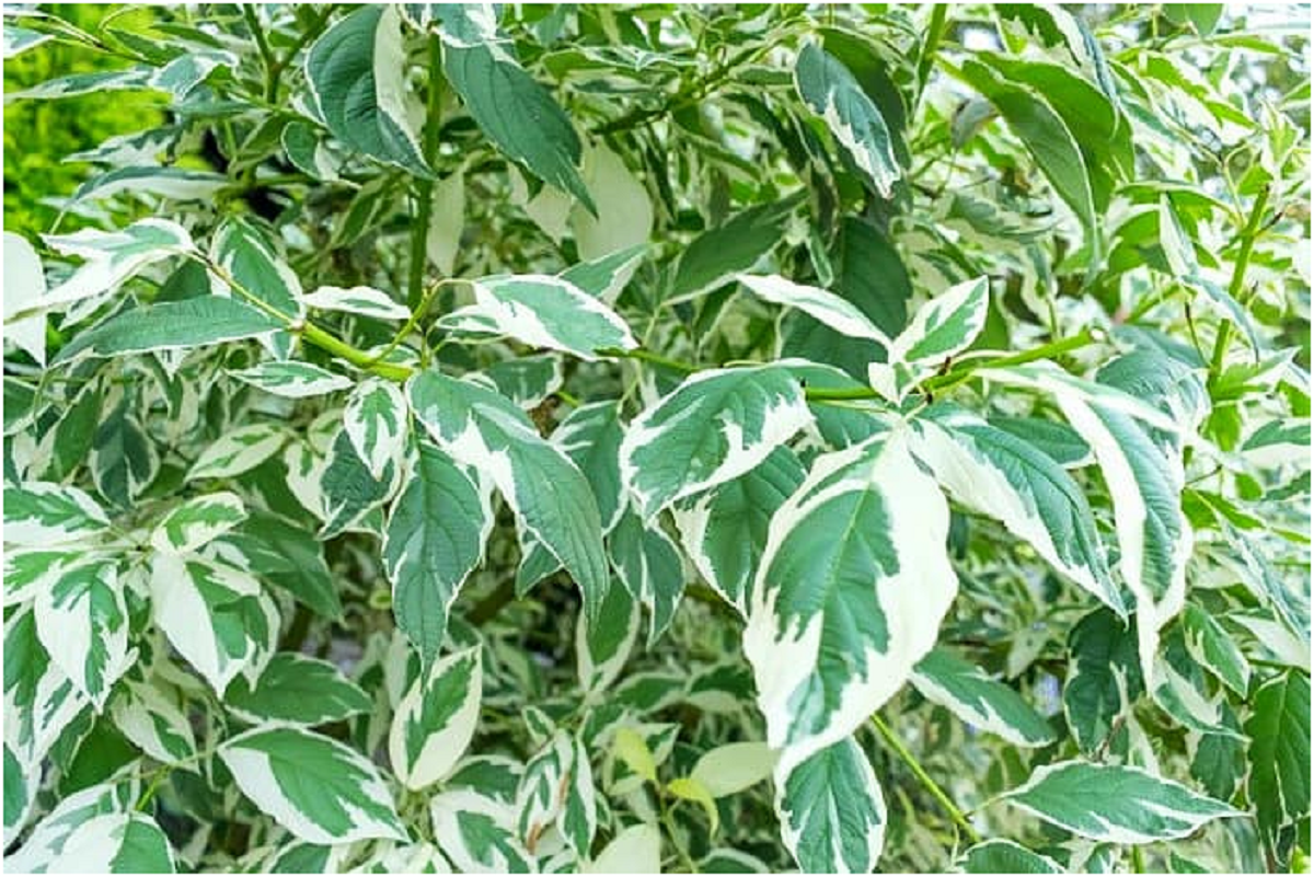 گل بنجامین؛ از معرفی انواع آن تا کاشت و نگهداری