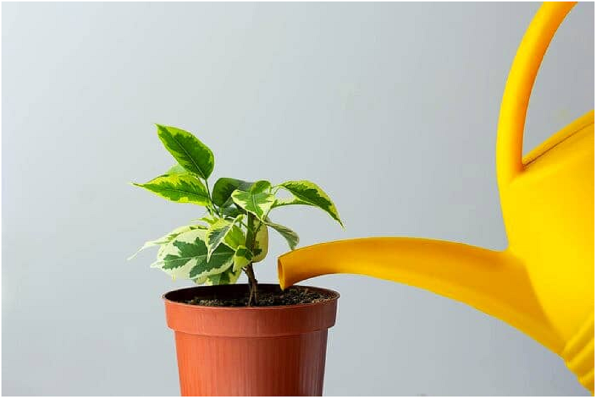 گل بنجامین؛ از معرفی انواع آن تا کاشت و نگهداری