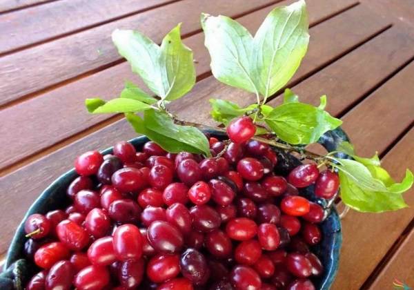 طرز تهیه مربای زغال اخته