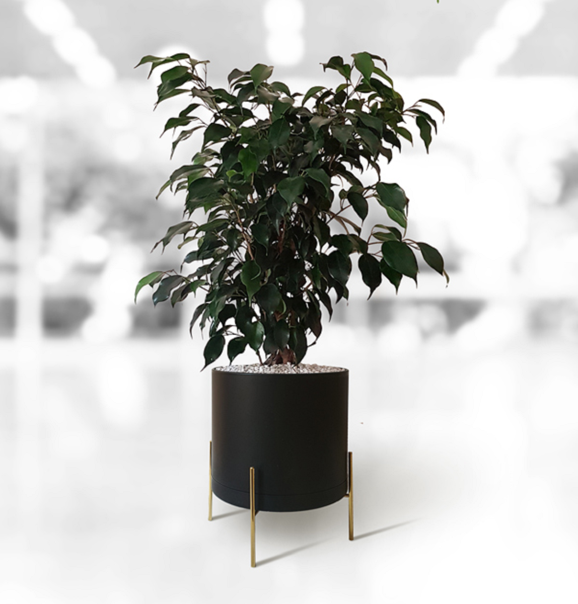 گل بنجامین؛ از معرفی انواع آن تا کاشت و نگهداری