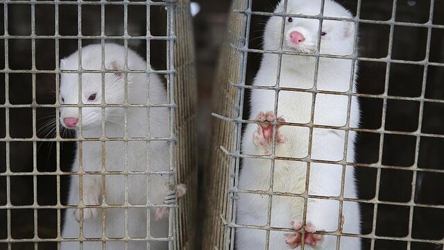 آخرین اخبار مربوط به Covid19 در ایران و جهان