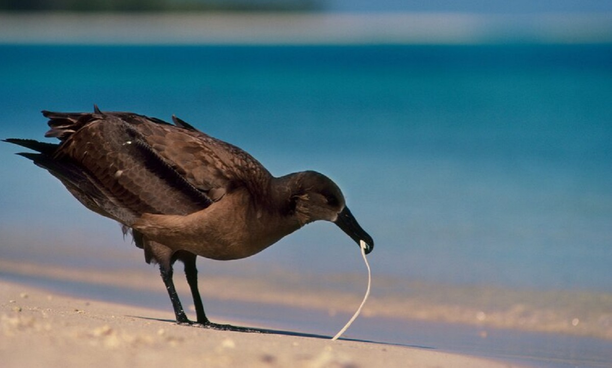 آلباتروس پا سیاه