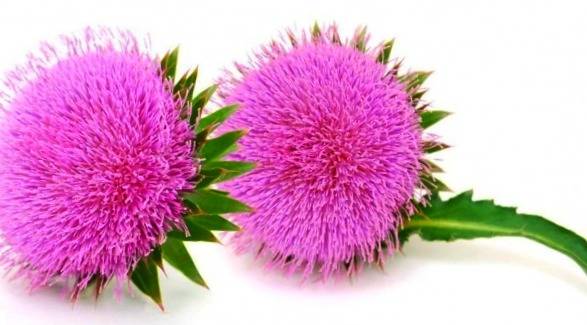 آشنایی با داروهای طب سنتی برای افزایش اشتها و افزایش وزن