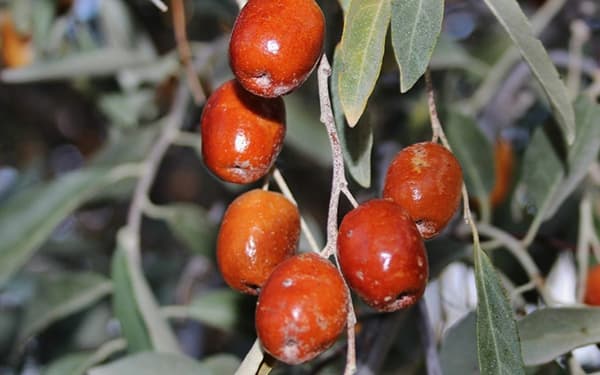 با خواص سنجد آشنا شوید