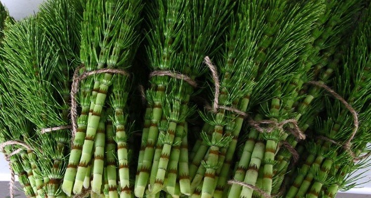 خواص گیاه دم اسبی