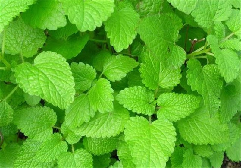 معرفی گیاه دارویی بادرنجبویه