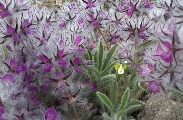 همه چیز درباره چای کوهی