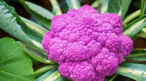 خواص میوه ها و سبزیجات بنفش