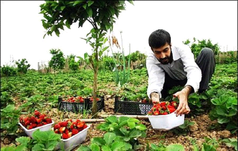 گردشگری کشاورزی گردشگری کشاورزی