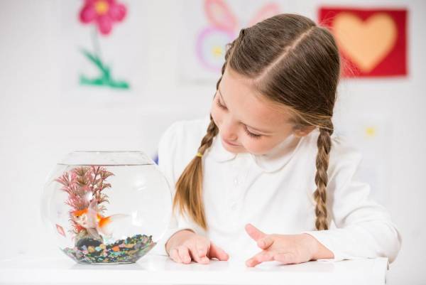 ماهی قرمز چگونه در سفره ی عید ماندگار شد؟