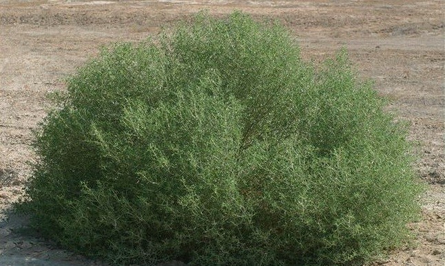 آشنایی با برخی خواص گیاه اشنان